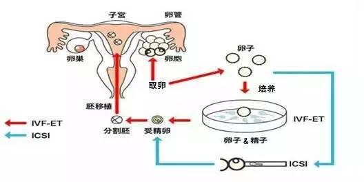 上海辅助生殖技术伦理规范